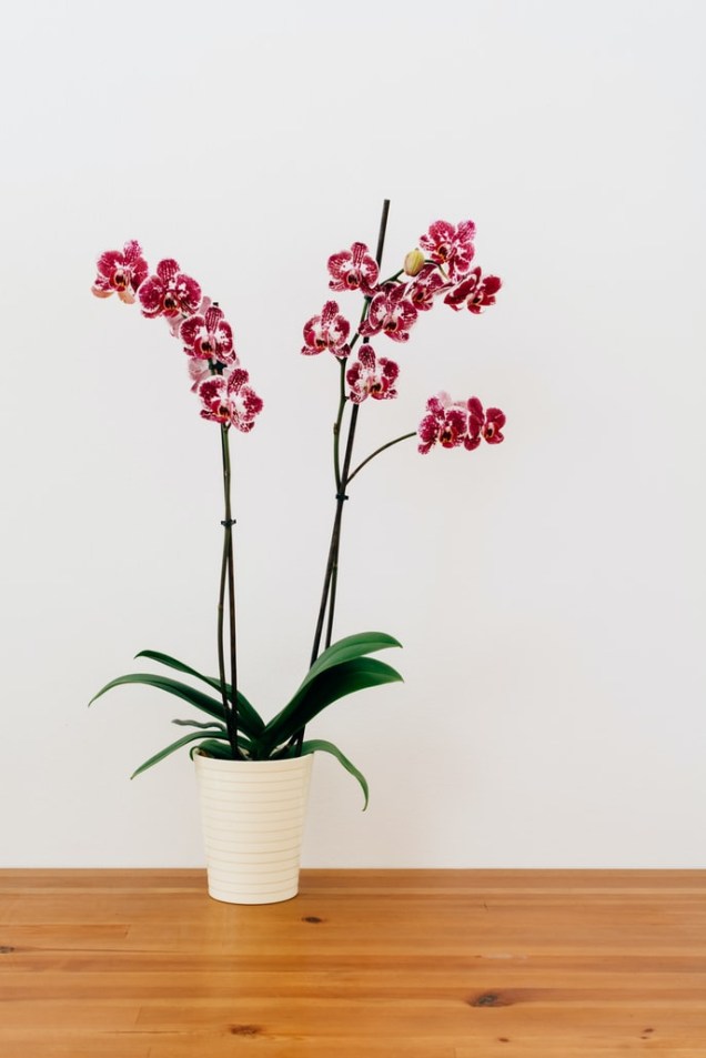 Orquídeas Orquídeas