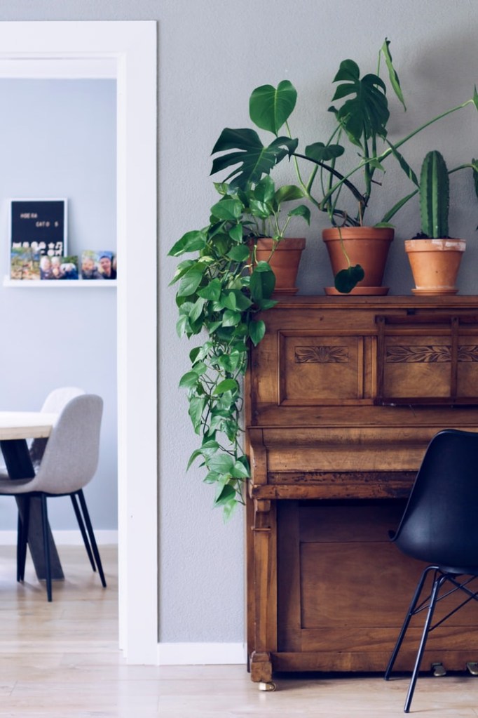 verao-5-dicas-para-deixar-a-casa-mais-fresca-com-plantas-casa.com-unsplash-1-sven-brandsma verao-5-dicas-para-deixar-a-casa-mais-fresca-com-plantas-casa.com-unsplash-1-sven-brandsma