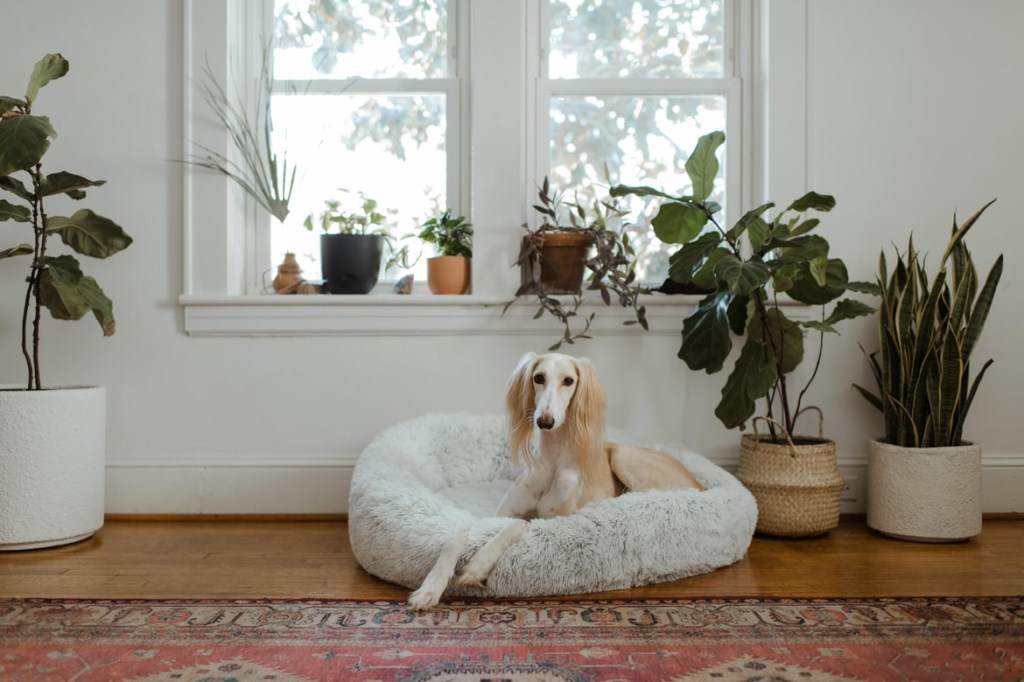 verao-5-dicas-para-deixar-a-casa-mais-fresca-com-plantas-casa.com-unsplash-3-chewy verao-5-dicas-para-deixar-a-casa-mais-fresca-com-plantas-casa.com-unsplash-3-chewy