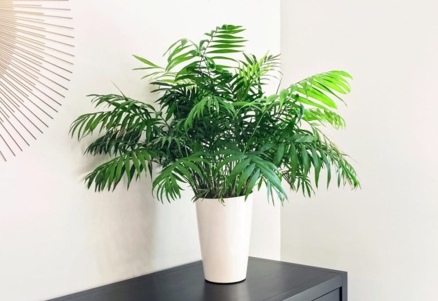 Chamaedorea Elegans Chamaedorea Elegans