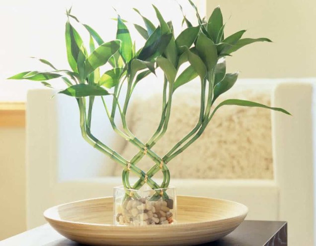 Dracaena Sanderiana - Bambu da Sorte Dracaena Sanderiana - Bambu da Sorte