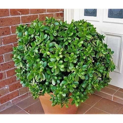 Crassula Ovata - Planta de Jade Crassula Ovata - Planta de Jade