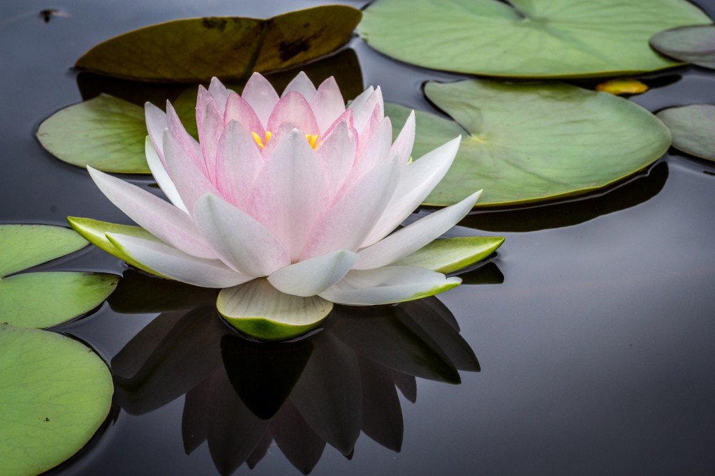 flor de lotus