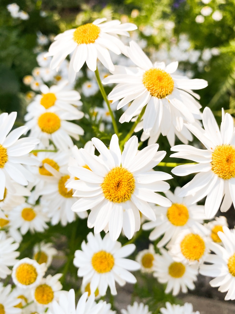 8-plantas-resistentes-ao-sol-margaridas-unsplash-ana-frantz 8-plantas-resistentes-ao-sol-margaridas-unsplash-ana-frantz