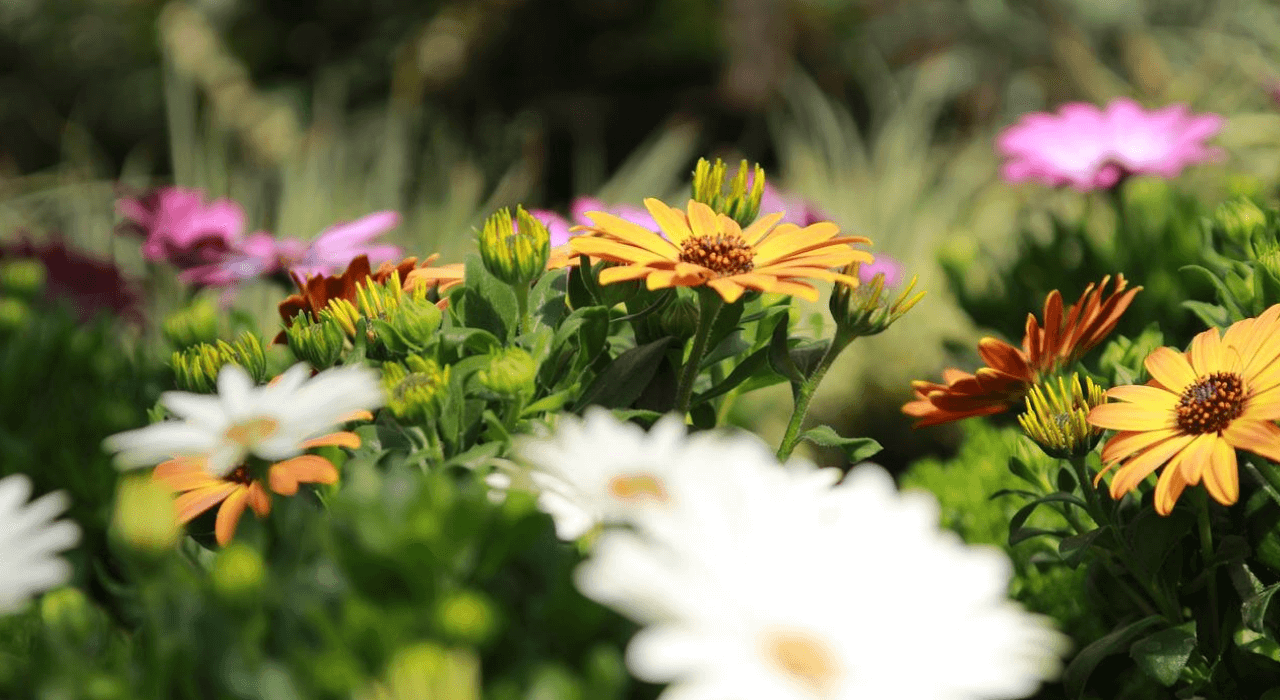 margarida africana