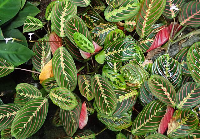 Como plantar e cuidar de marantas. Na foto, Maranta leuconeura Erythroneura.