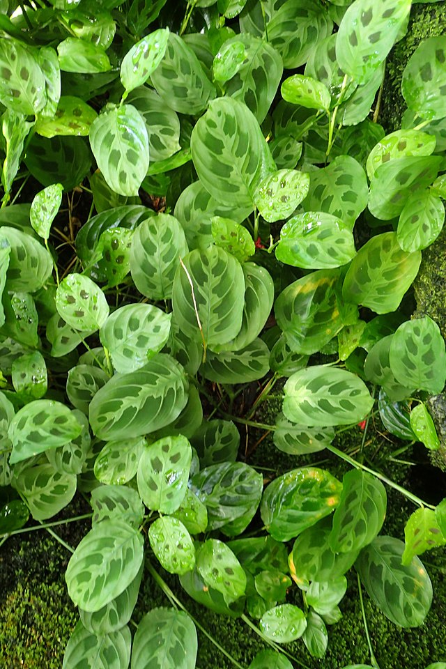 Como plantar e cuidar de marantas. Na foto, maranta depressa