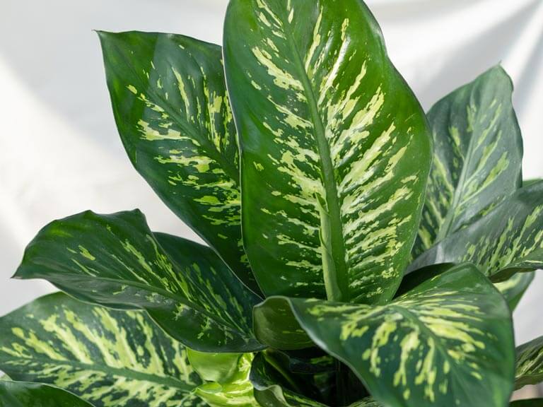 2-comigo-ninguém-pode-como-cuidar-e-dicas-de-cultivo Planta comigo-ninguém-pode
