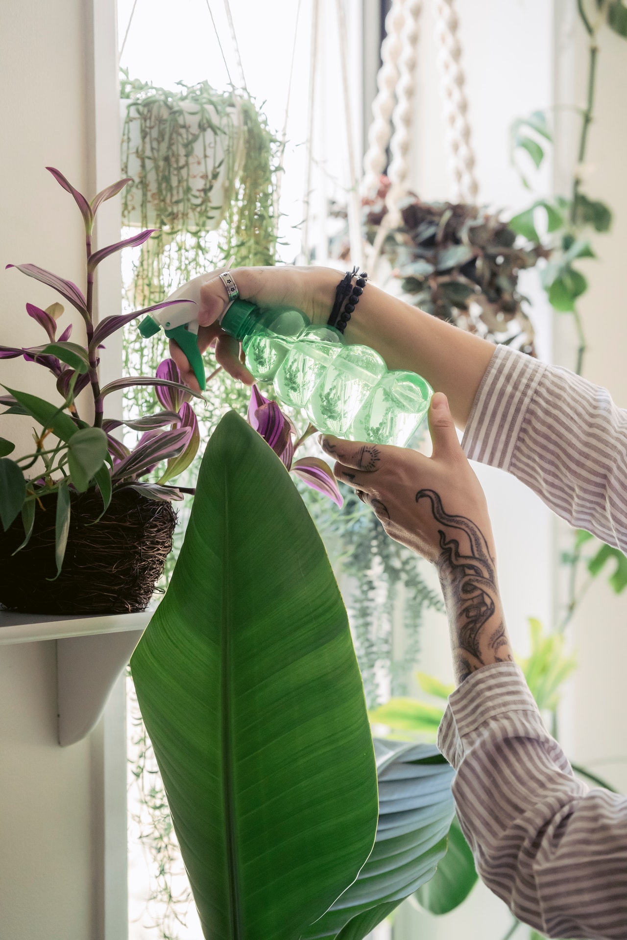 Plantas sendo nebulizadas