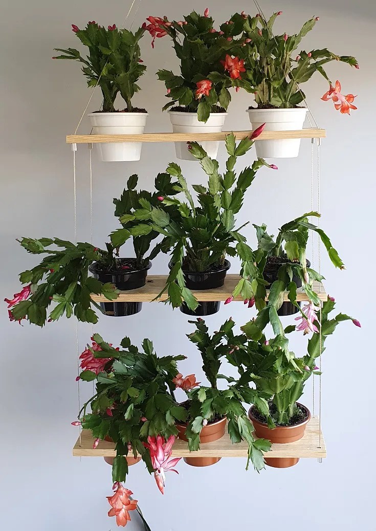 É-possível-cultivar-flores-no-outono-flor-de-maio-02 Flor de maio