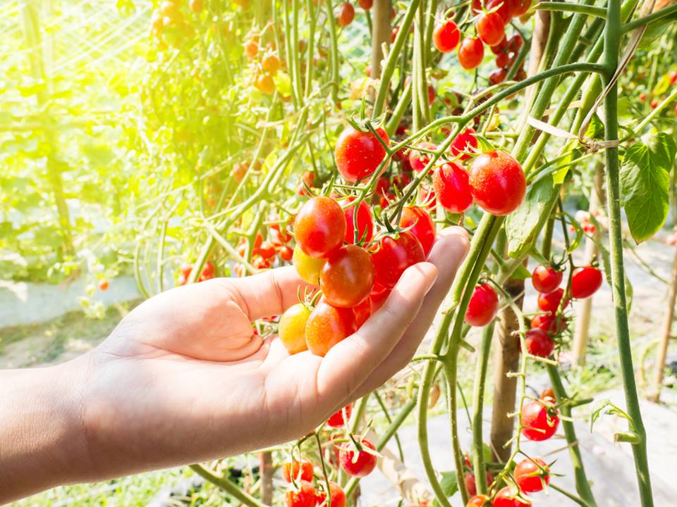 como-plantar-tomate-organico-ciclovivo-02 Mão segurando tomates no pé