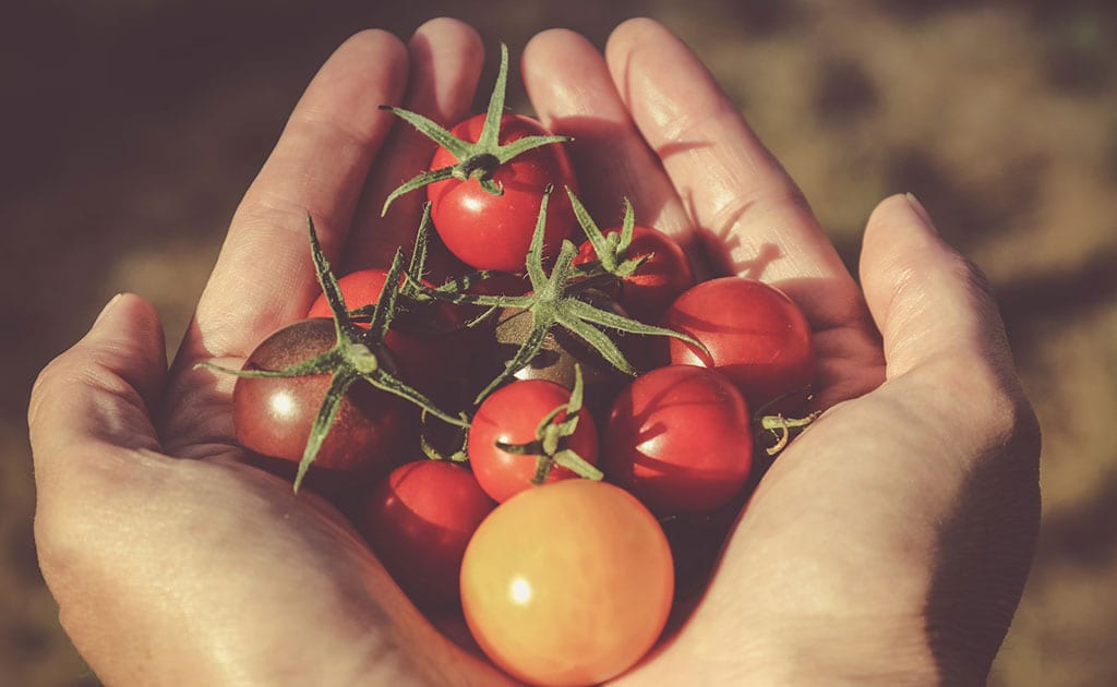 como-plantar-tomate-organico-ciclovivo-Jametlene Reskp-Unsplash-05 Mãos segurando tomates cereja