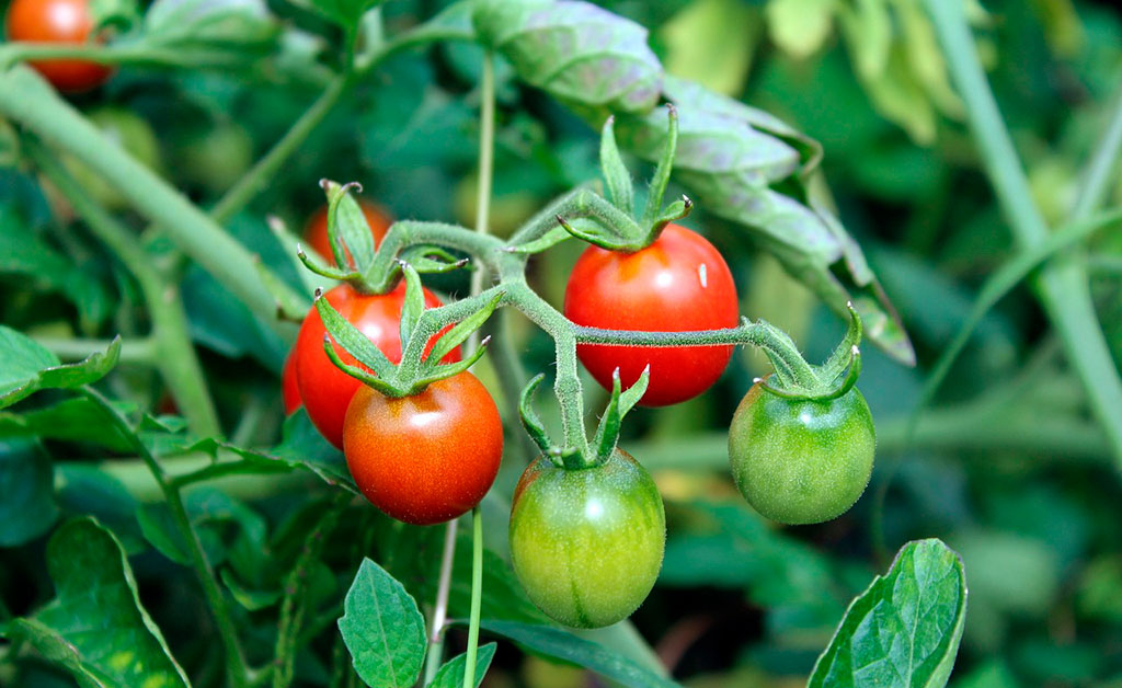 Tomates cereja no pé