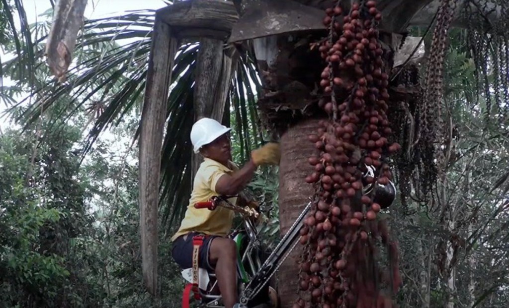bicicleta-de-escalar-arvores-designboom-02 Trabalhador colhendo Buriti no topo da palmeira com a bicicleta