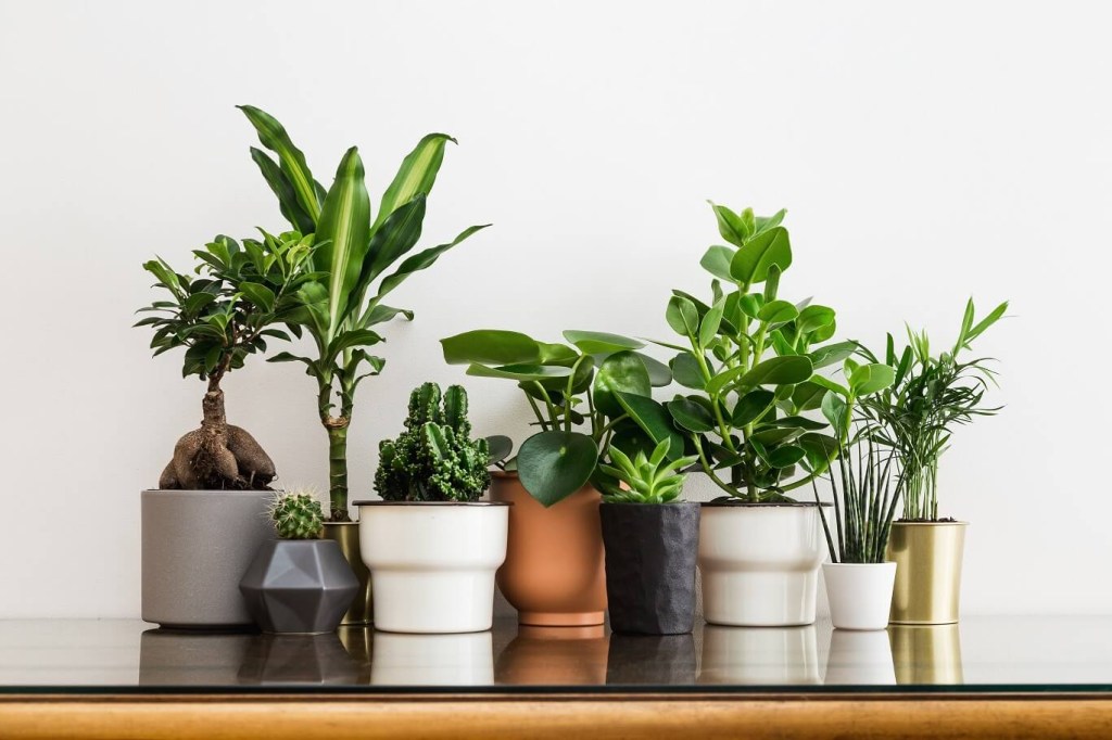 como-escolher-vasos-e-cachepots-plantas-ugaoo Vasos variados com plantas sobre mesa de madeira