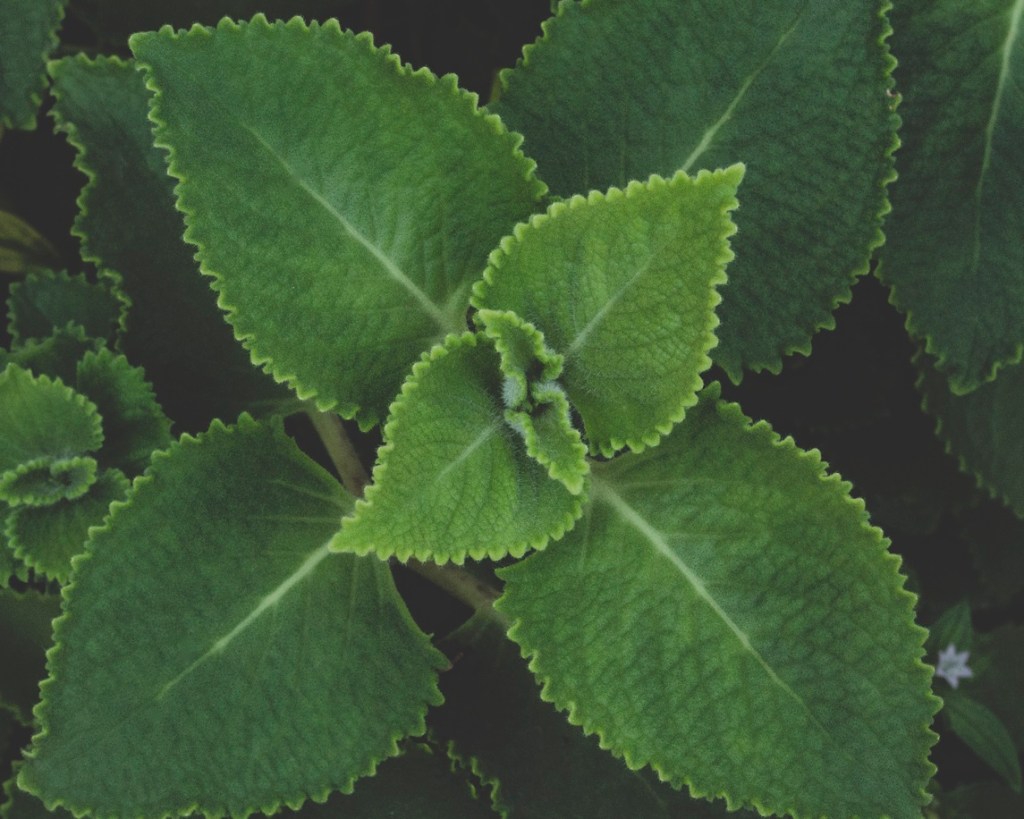 como-plantar-boldo-ciclo-vivo como-plantar-boldo-ciclo-vivo