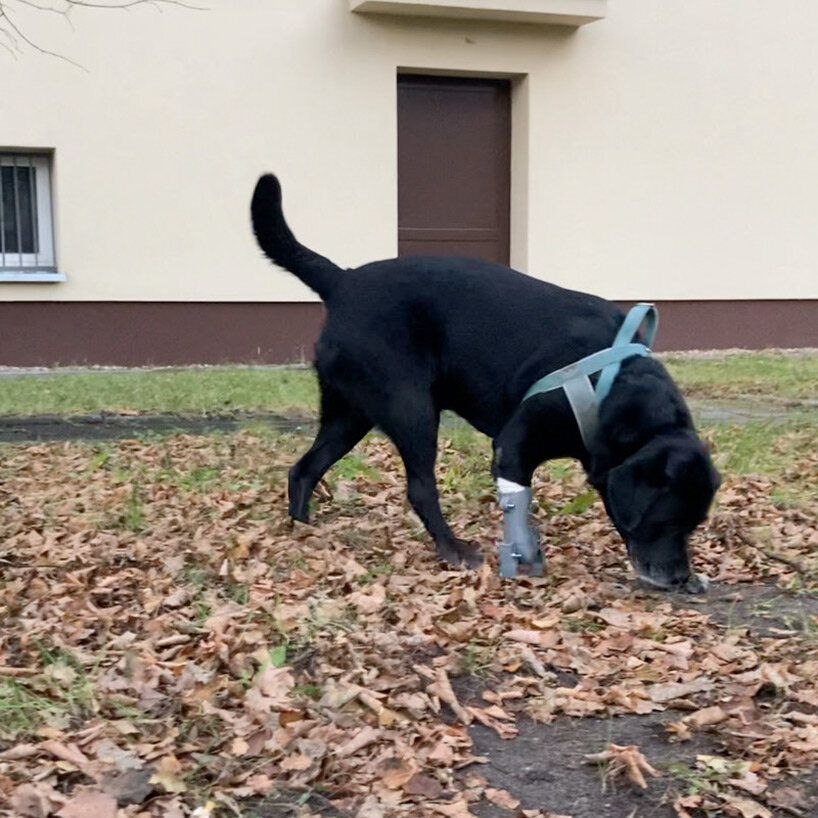 Leto, cachorro de médio porte todo preto, em sua primeira caminhada com a prótese impressa em 3D. Ela á uma peça cinza encaixada ao membro esquerdo da frente.