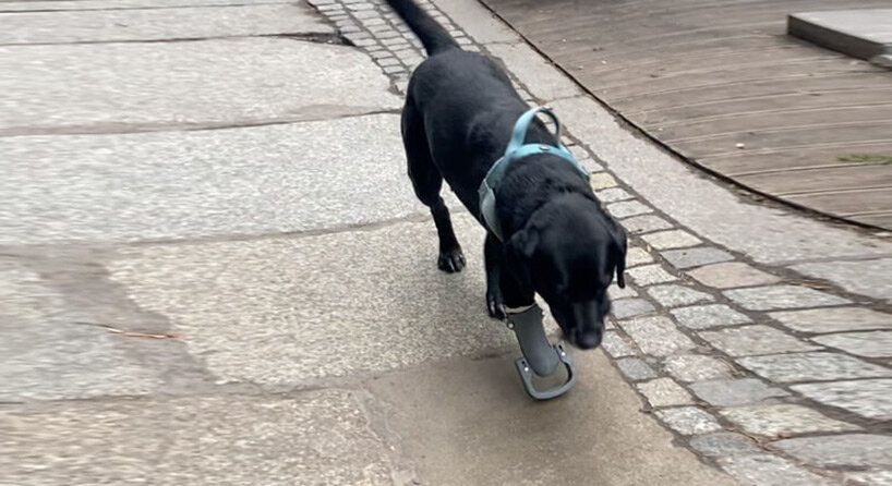 Leto, cachorro de médio porte todo preto, em sua primeira caminhada com a prótese impressa em 3D. Ela á uma peça cinza encaixada ao membro esquerdo da frente.