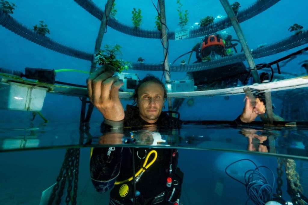 Horta aquática; mergulhador segurando muda