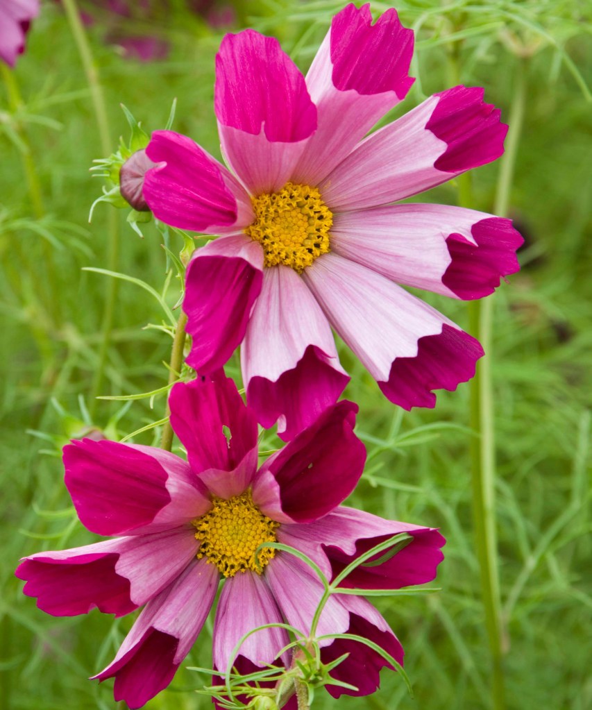 Flores de cosmos com pétalas em forma de tubos, magenta por dentro e rosa clarinho por fora. Botões amarelos.