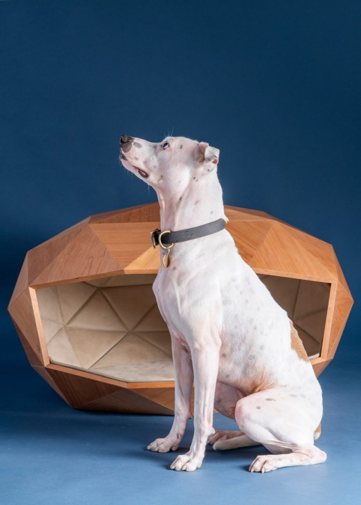 Cão posando em frente ao Dome-Home, canil projetado para evento canino.