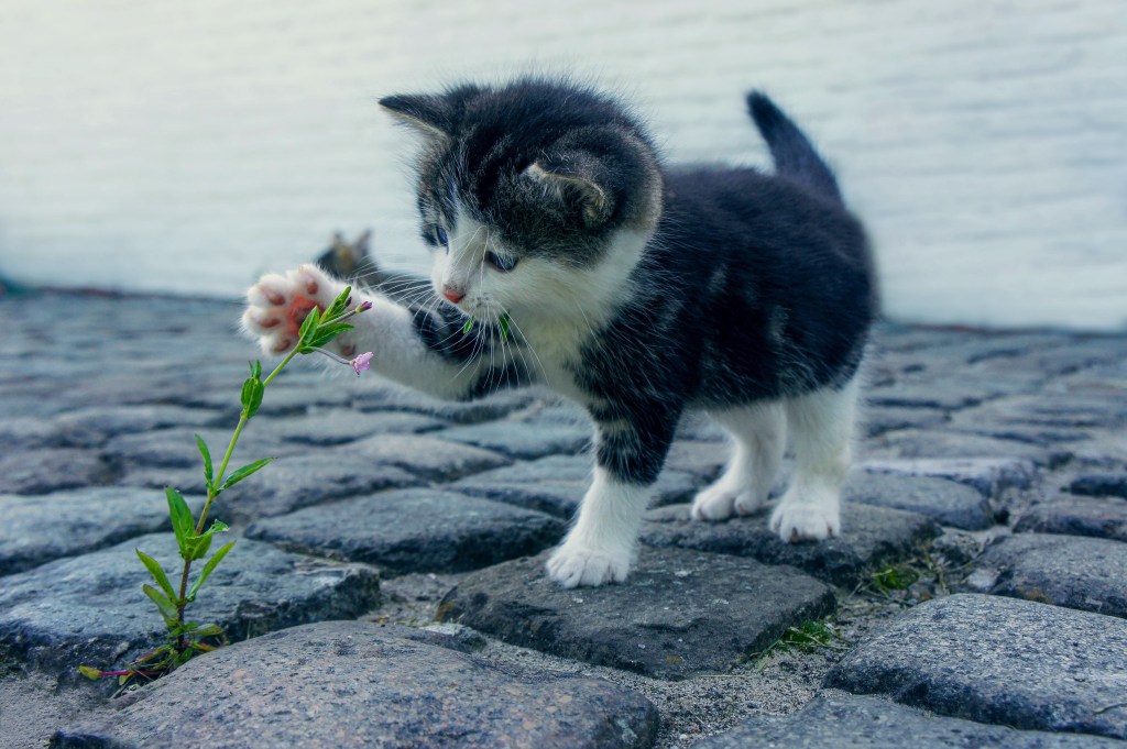 Gato filhote brincando com planta no chão