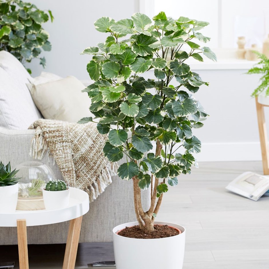 5-7-plantas-repletas-de-supersticao Árvore da felicidade