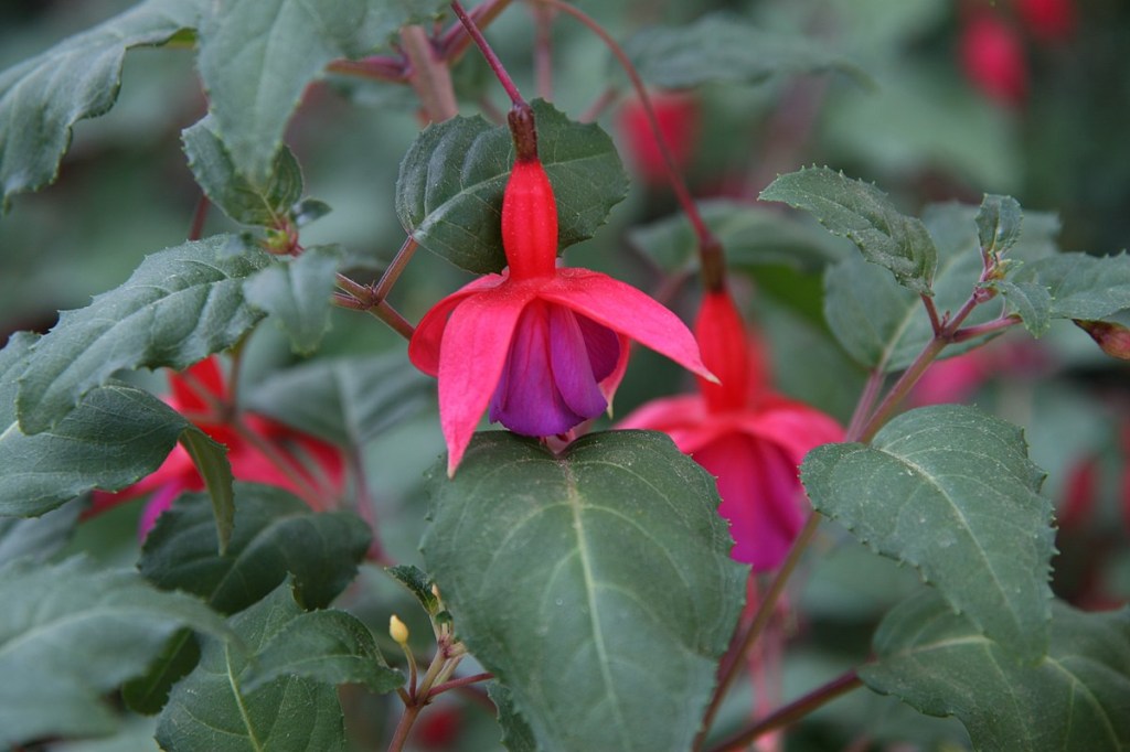 Brinco-de-princesa: como plantar e cultivar a flor