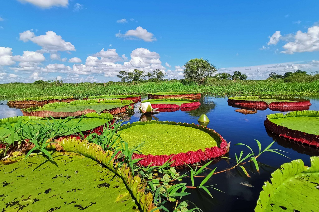 Vitória Régia gigante