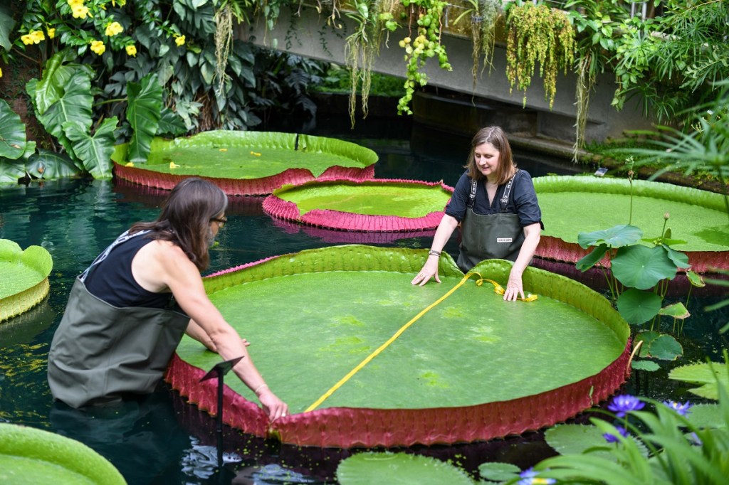 vitoria-regia-ciclovivo-Jardins Botanicos Reais de Kew Cientistas medindo vitória regia
