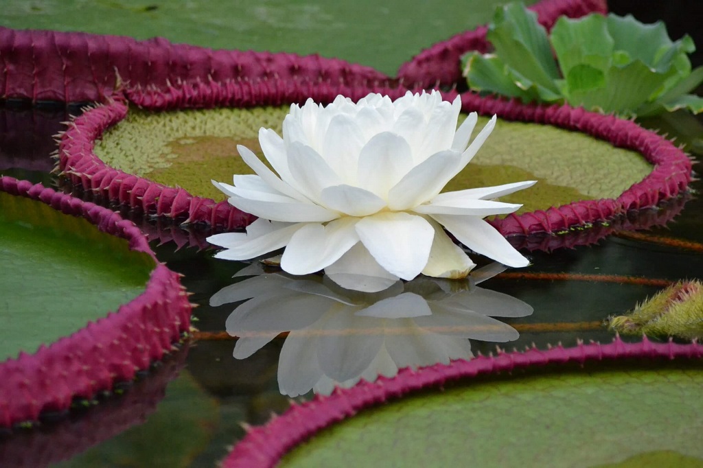 vitoria-regia-ciclovivo-Lucy Smith Vitória Régia com flor branca
