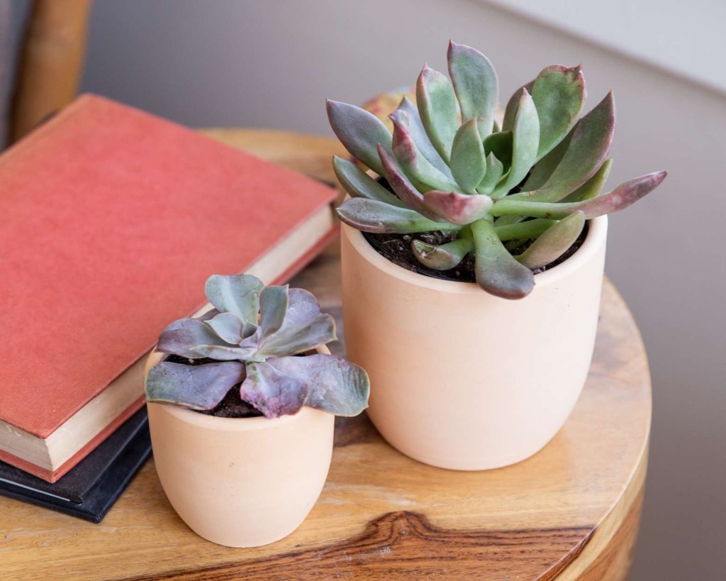 Plantas para cultivar no verão; suculenta; Echeveria