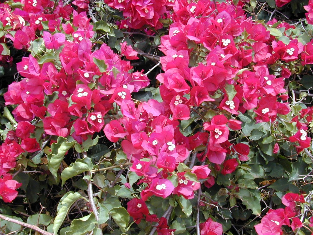 4-como-plantar-e-cuidar-de-primavera Flor primavera