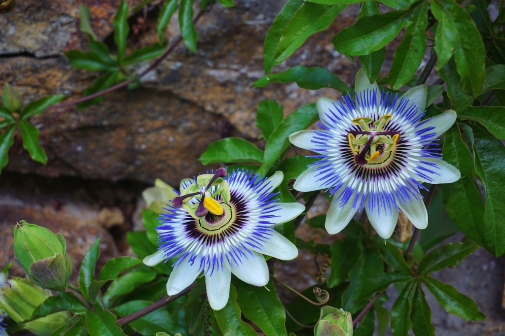 Flor de maracujá