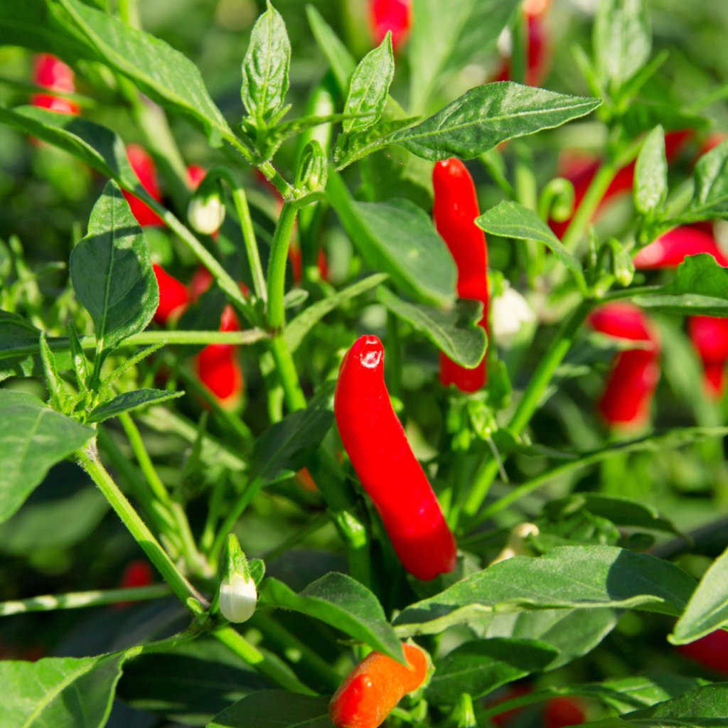 Três plantas e cristais que afastam a inveja e o meu olhado (1) Pimenteira.