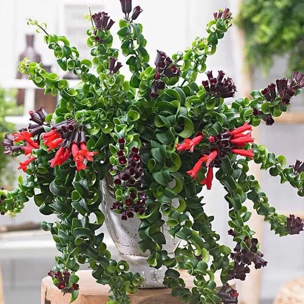 Primavera: 5 plantas fáceis para cultivar em casa