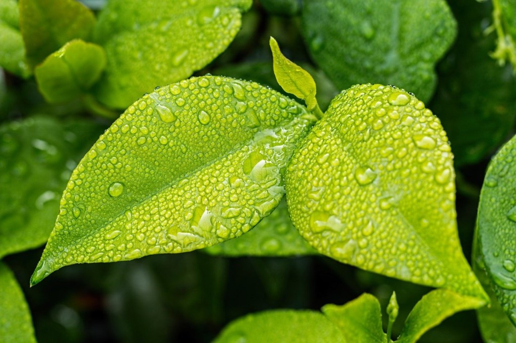 limpar-plantas-com-cafe-ciclo-vivo-pixabay-02 Plantas; limpar plantas; jardinagem; café; folhas