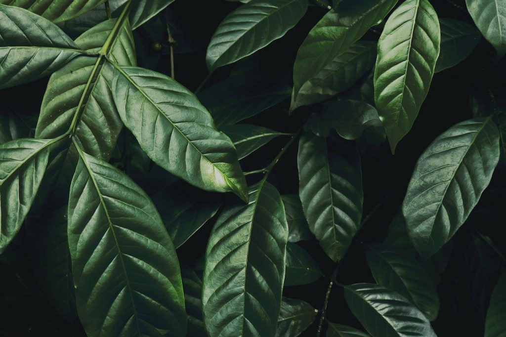 limpar-plantas-com-cafe-ciclo-vivo-pixabay Plantas; limpar plantas; jardinagem; café; folhas