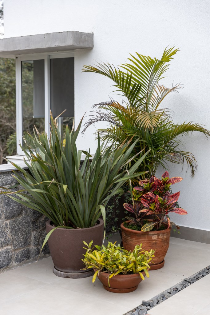 Plantas; vaso de planta