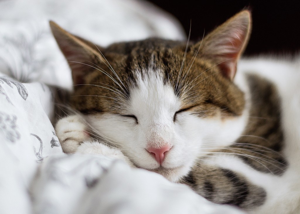 Dormir com pet; cuidados com cama; pet