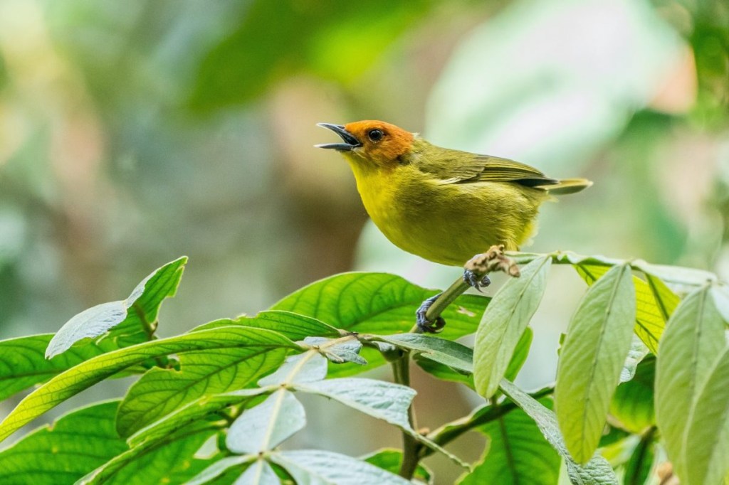 Pássaro verde em árvore