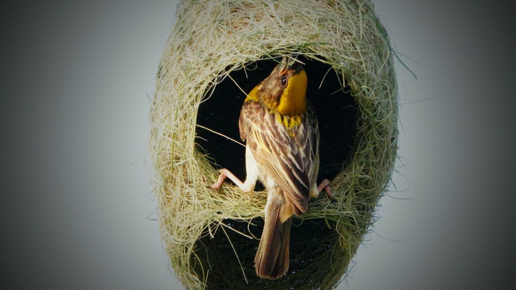 Pássaro construindo ninho