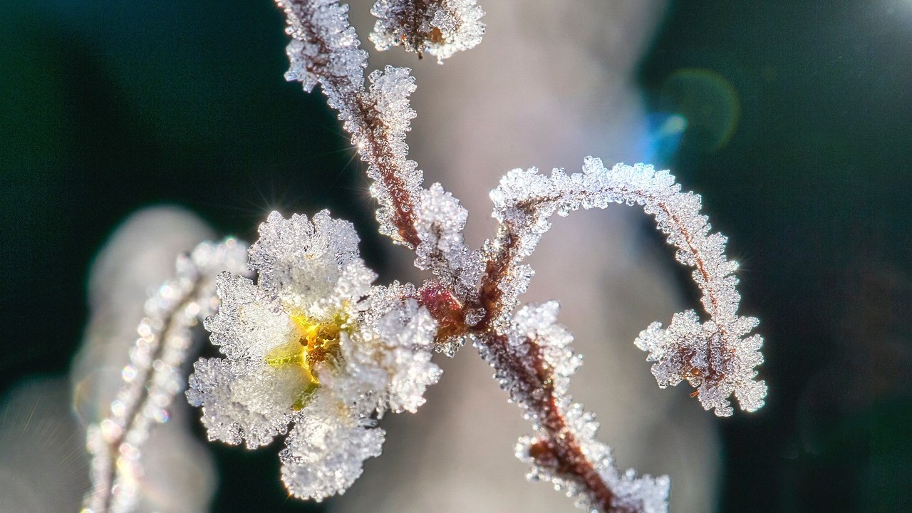 5 dicas para cuidar das plantas no inverno