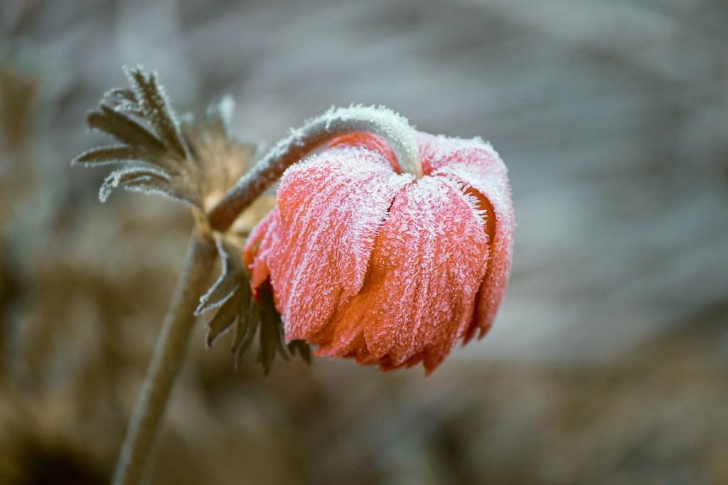 5 dicas para cuidar das plantas no inverno