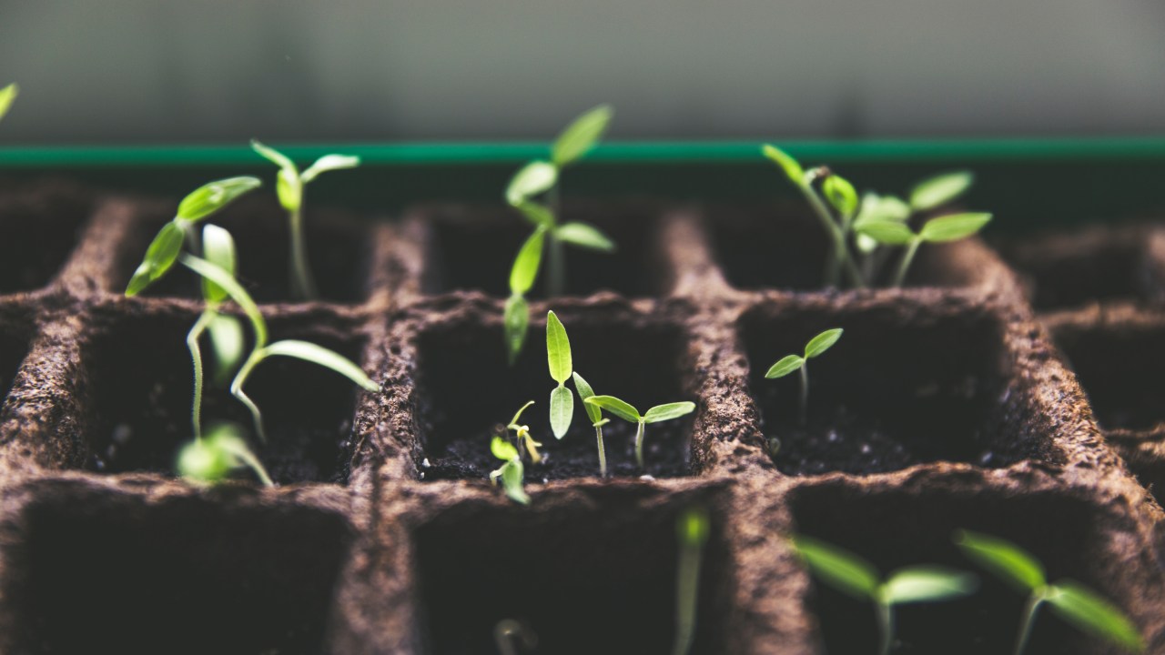 Mudas de plantas