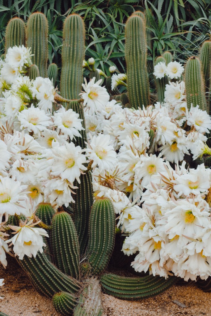 Mandacaru: o que é, como cultivar e cuidar das flores e frutos