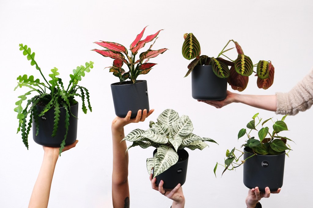 5 espécies de plantas que entram em dormência no inverno