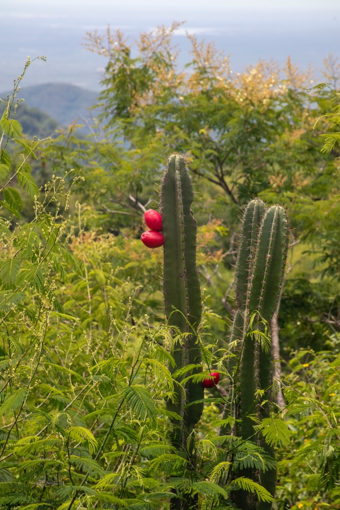 Mandacaru: o que é, como cultivar e cuidar das flores e frutos