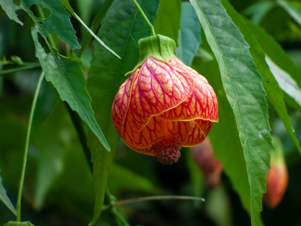 Close-up shot of Striped Abutilon in the garden