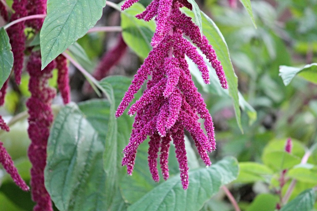 Amaranthus